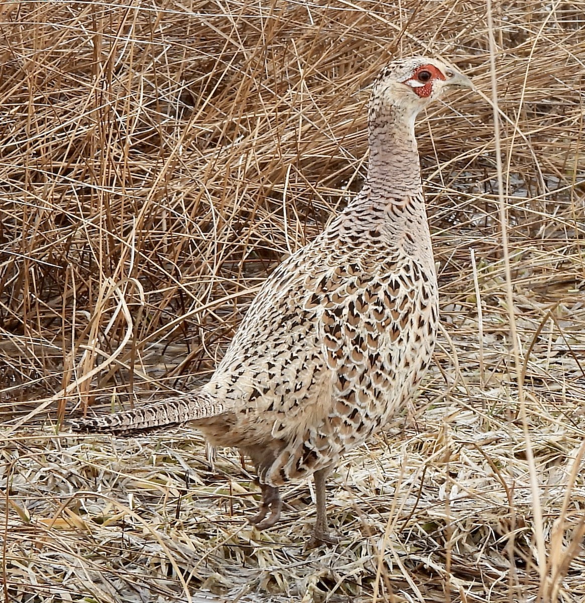 Ring-necked Pheasant - Kyle Strode