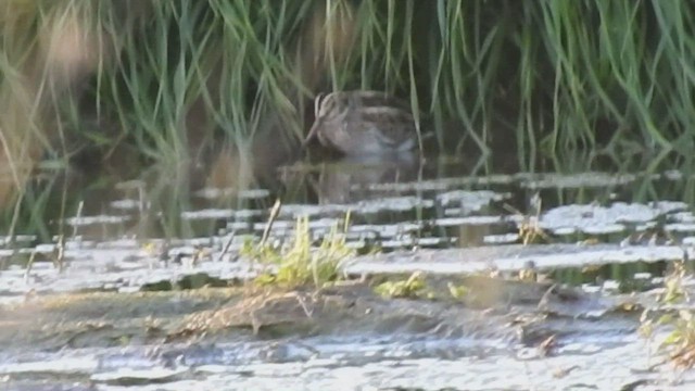 Jack Snipe - ML549478391