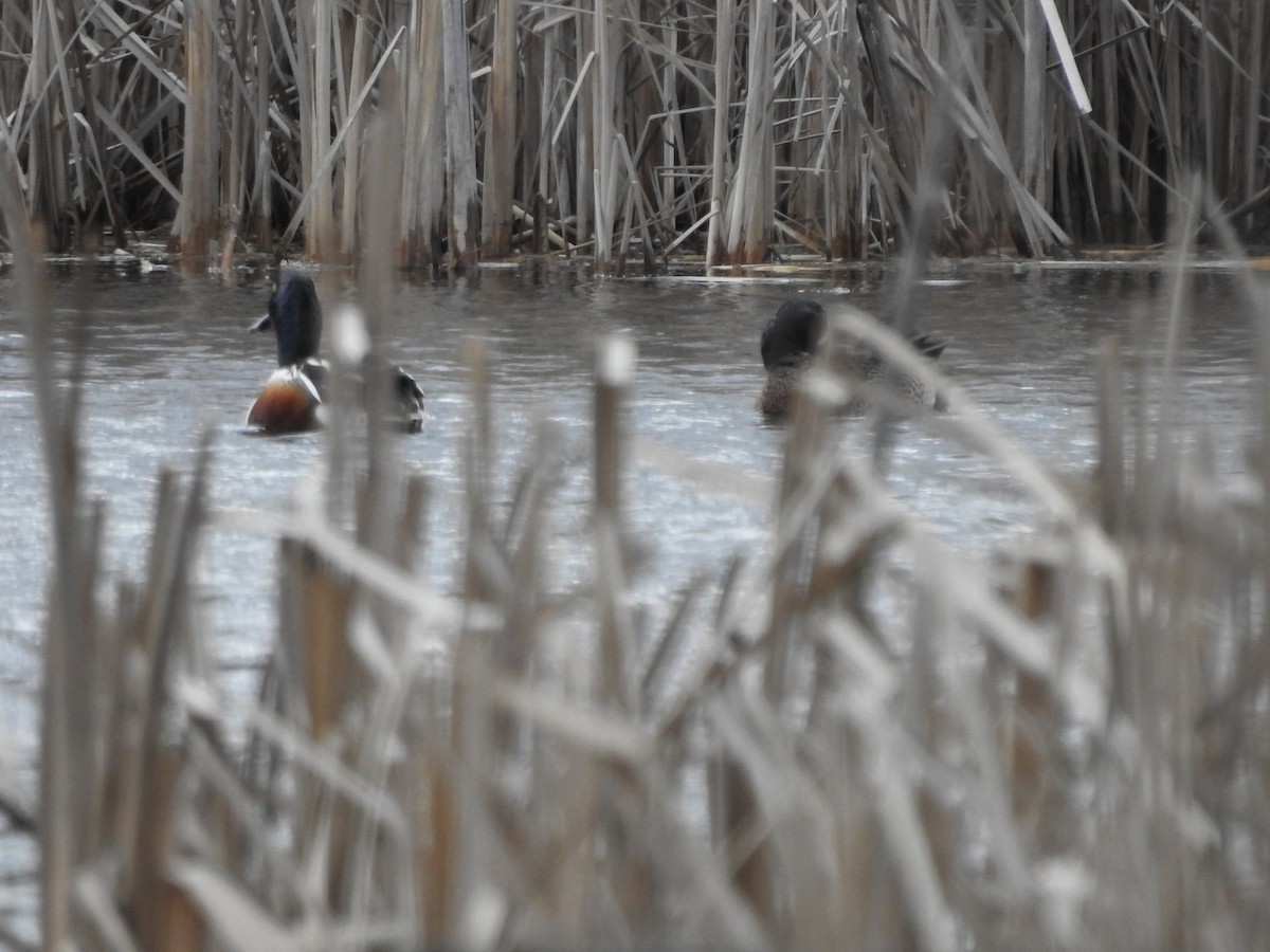 eBird Checklist 25 Mar 2023 Spring Valley Wildlife Area (Greene Co