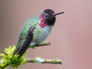 Anna's Hummingbird - Calypte anna - Birds of the World