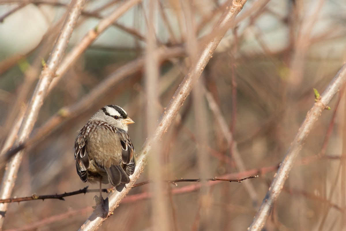 White-crowned Sparrow - ML549480841