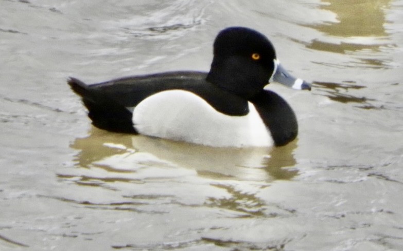 Ring-necked Duck - ML549486001