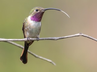  - Mexican Sheartail