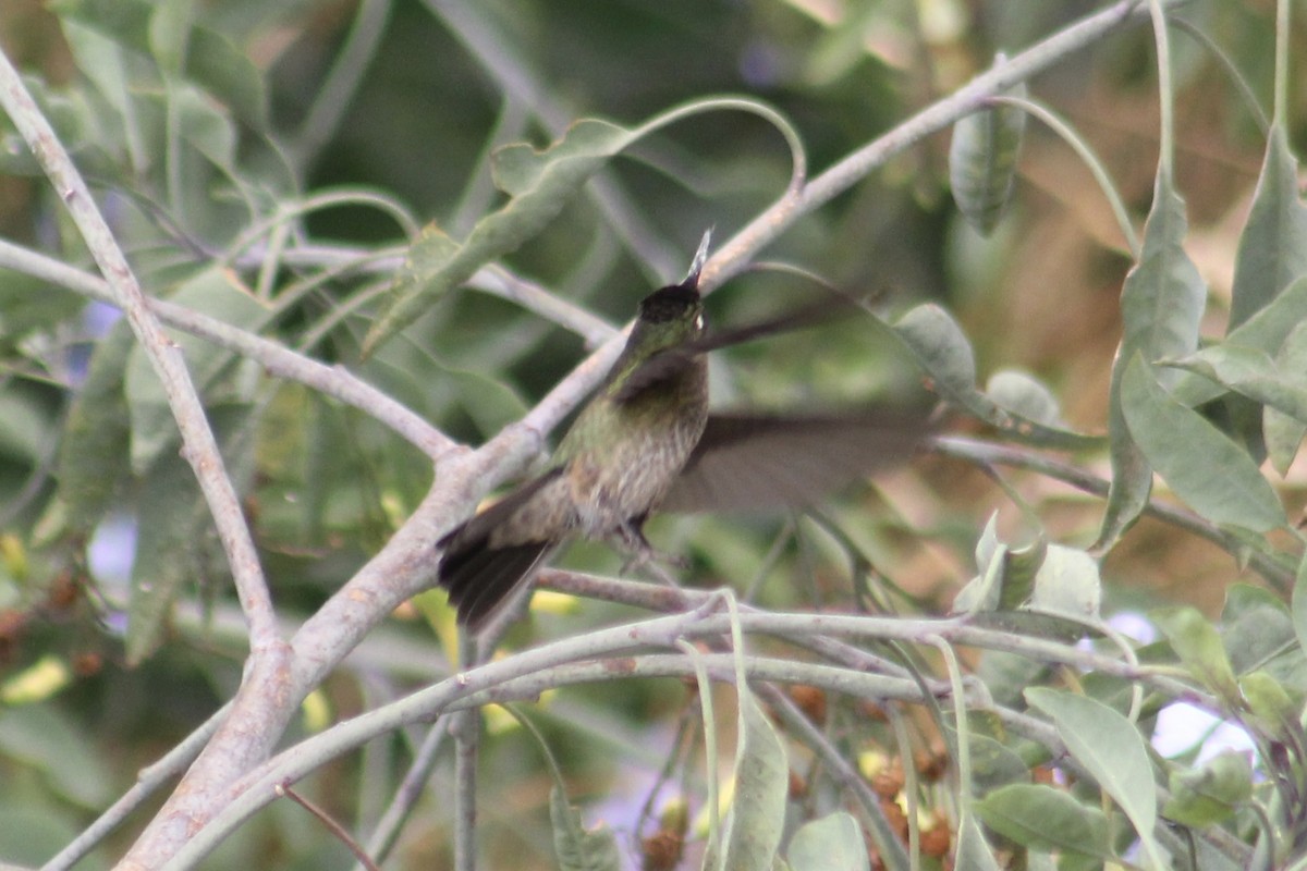 Green-backed Firecrown - ML549491691