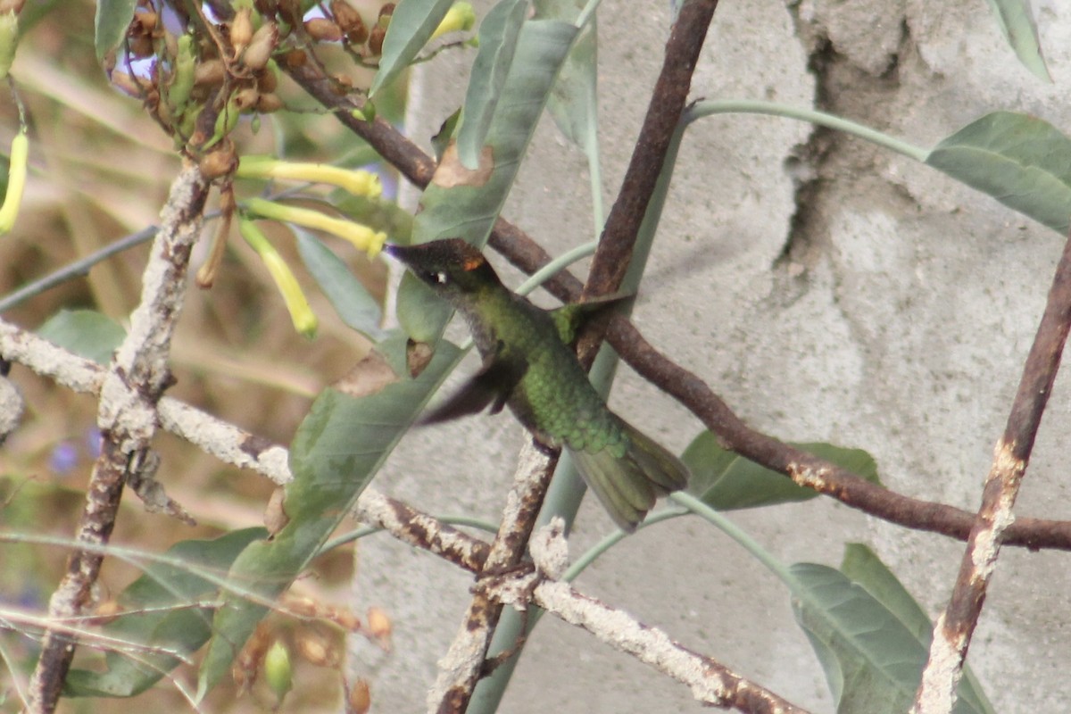 Green-backed Firecrown - ML549491711