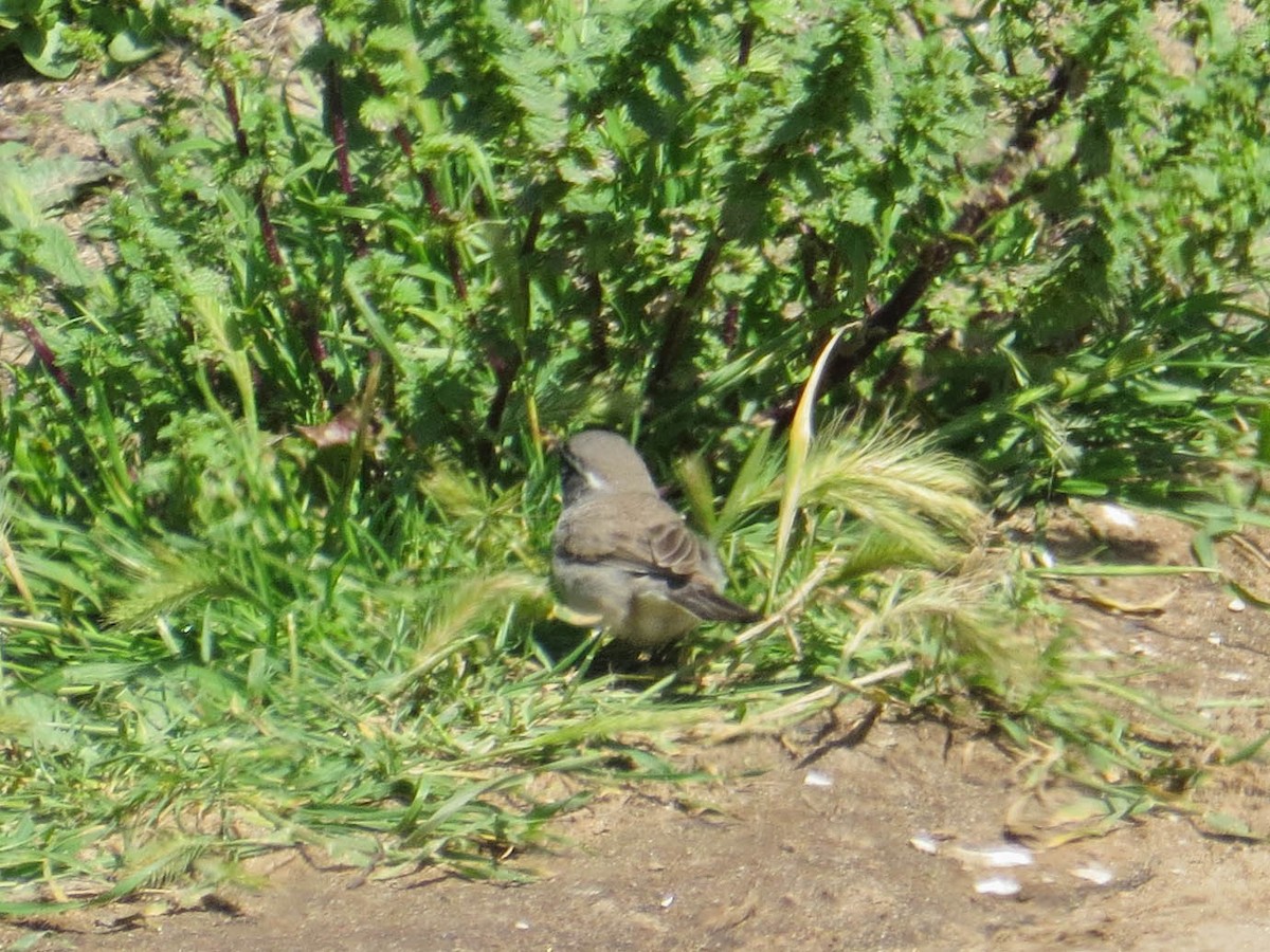 Black-throated Sparrow - ML549492141