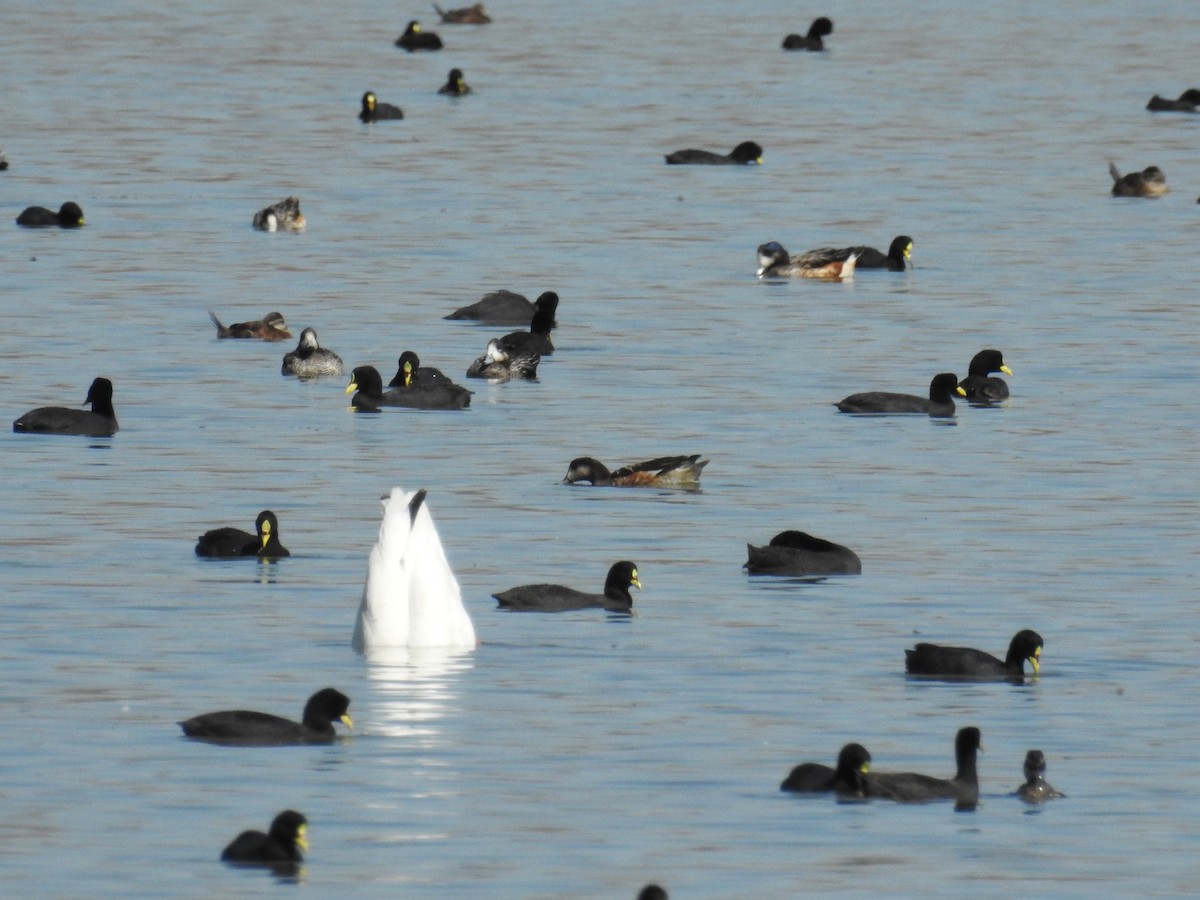 Black-necked Swan - ML549492741
