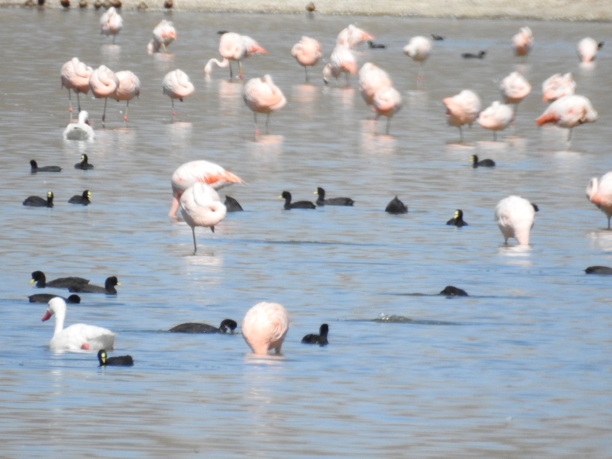 Chilean Flamingo - adriana centeno