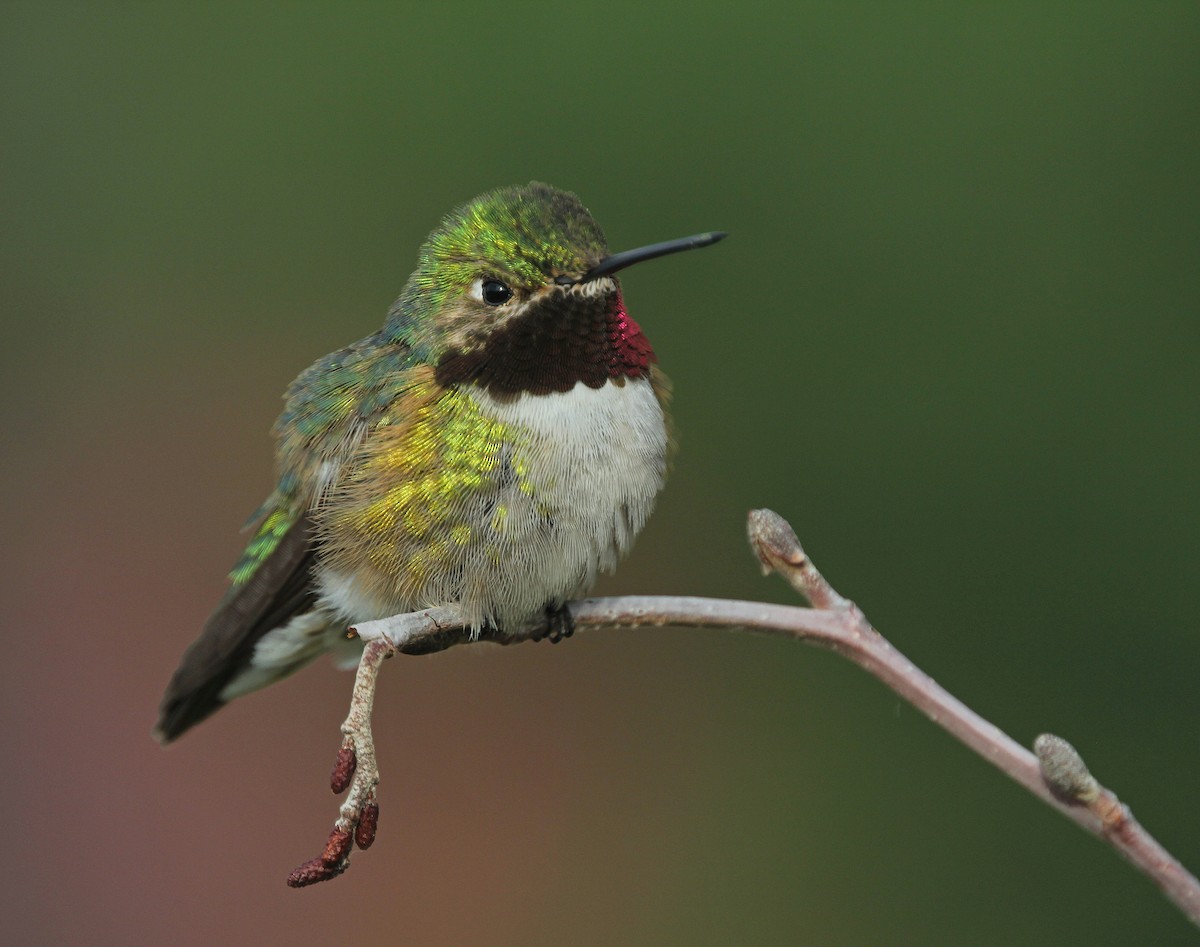 Broad-tailed Hummingbird - ML54949431