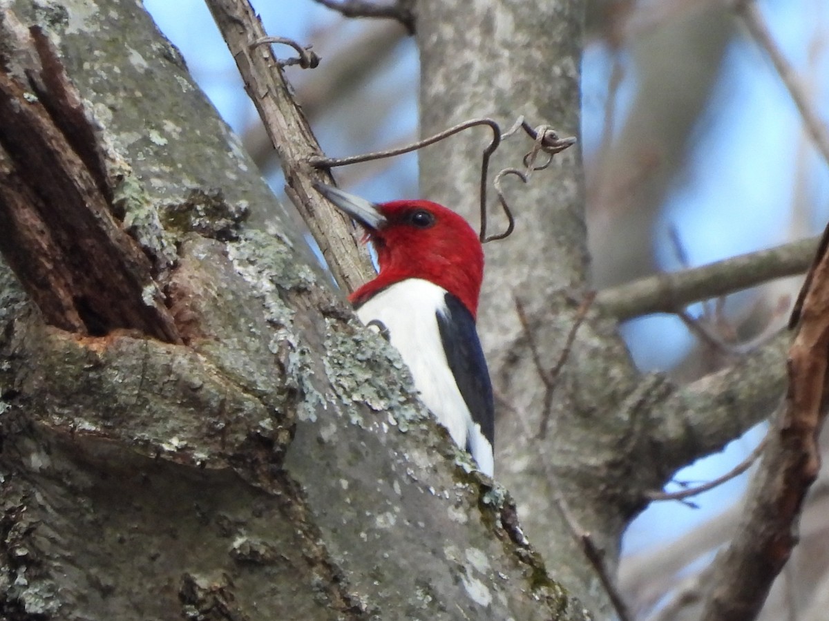 Red-headed Woodpecker - ML549495551