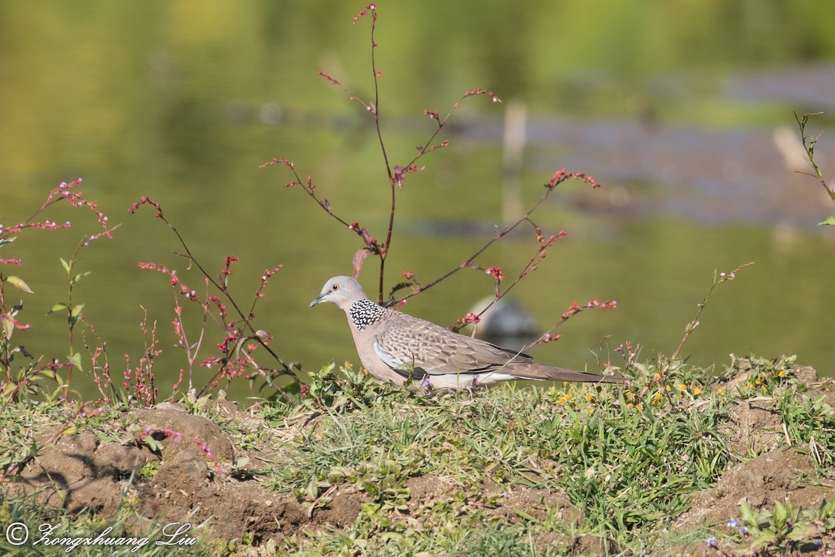 Spotted Dove - ML549495751