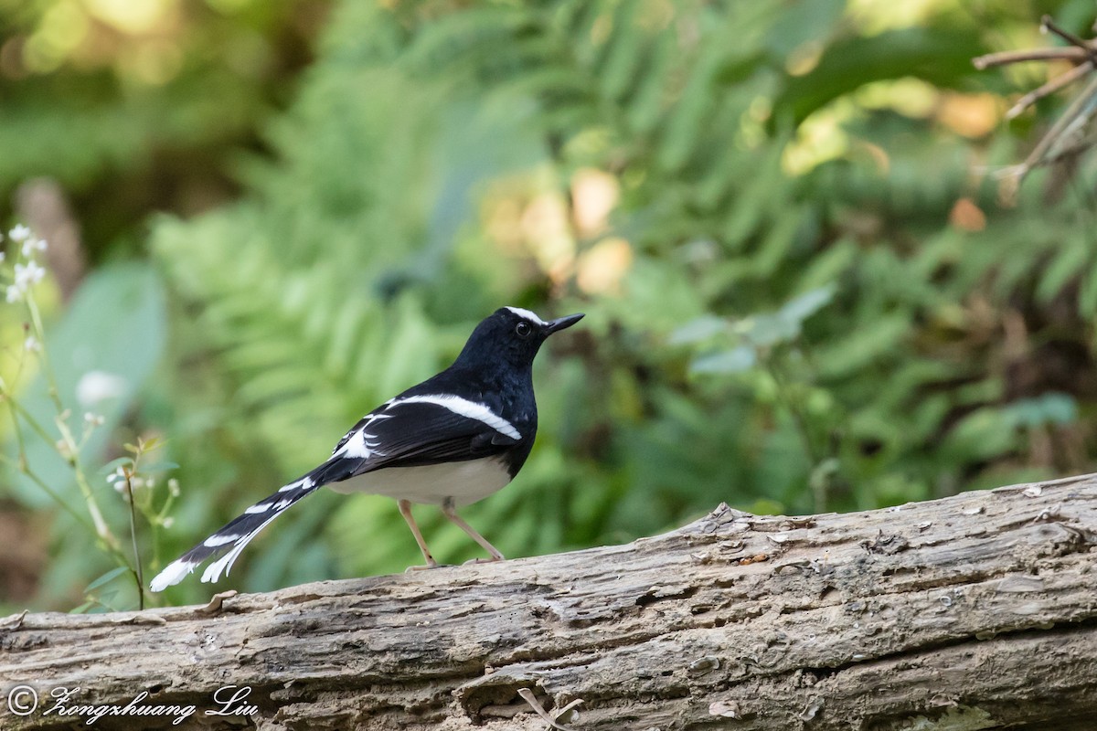 White-crowned Forktail - ML549498551