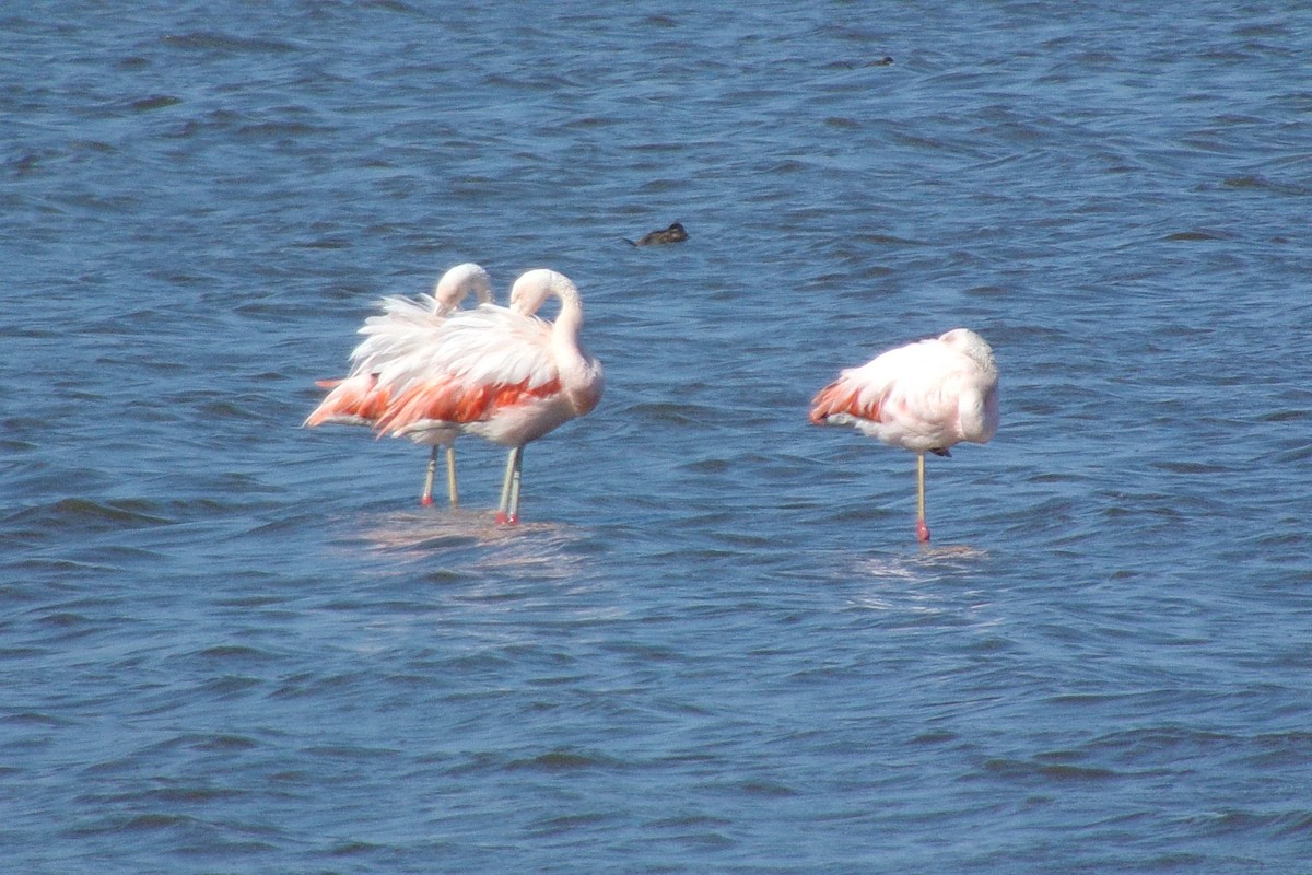 Chilean Flamingo - ML549499031
