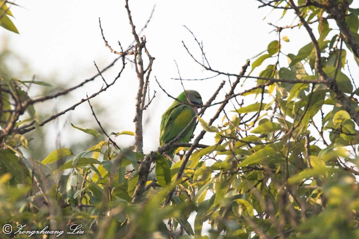 Red-breasted Parakeet - ML549499241
