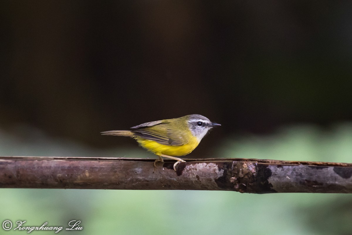 Yellow-bellied Warbler - Zongzhuang Liu