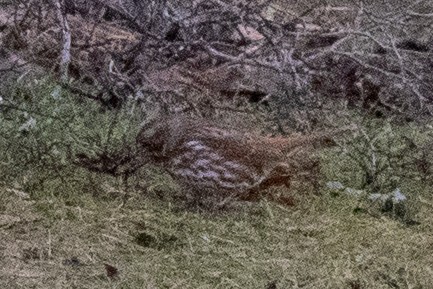 Fox Sparrow (Red) - ML549511741