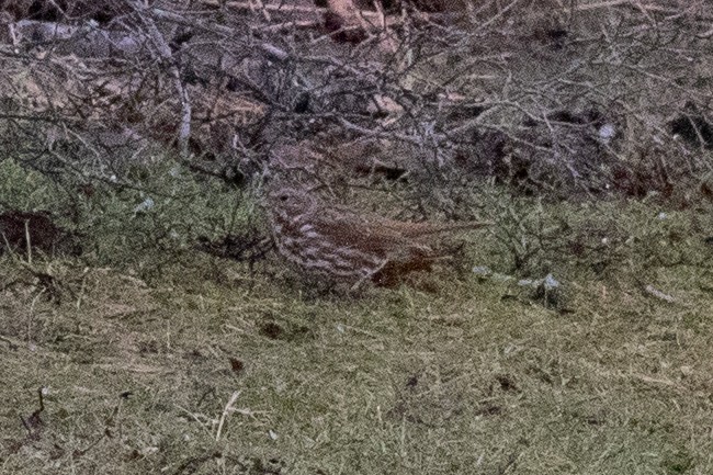 Fox Sparrow (Red) - ML549511751