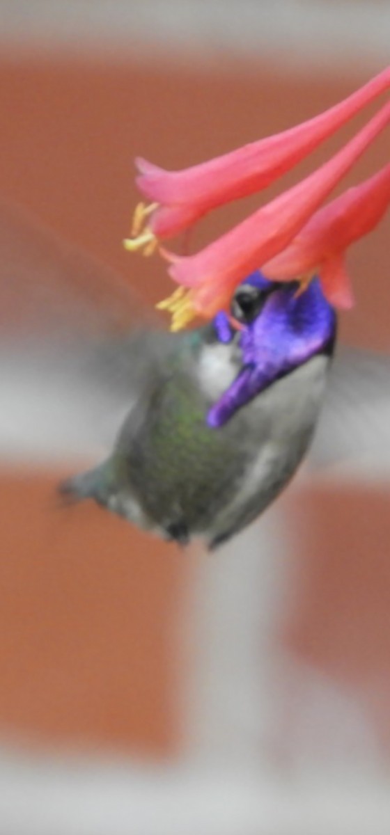 Costa's Hummingbird - ML549512281