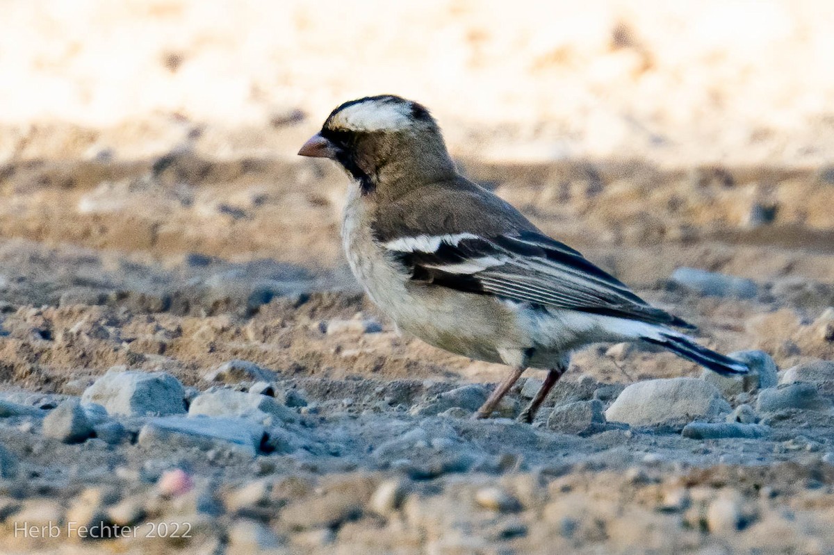 White-browed Sparrow-Weaver - ML549513641