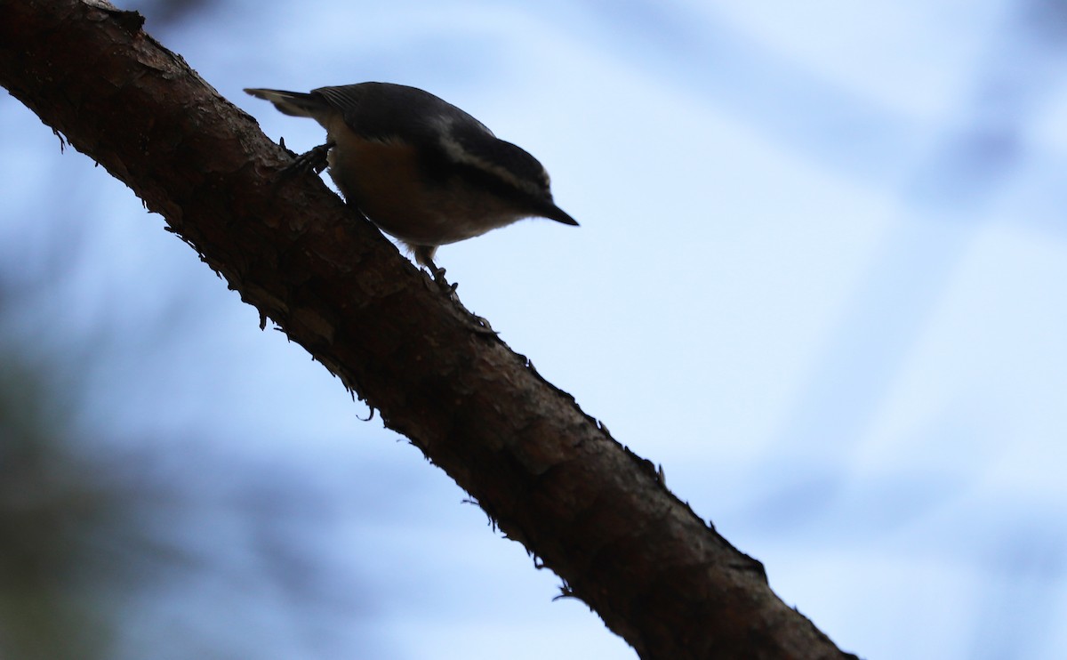 Red-breasted Nuthatch - ML549516361