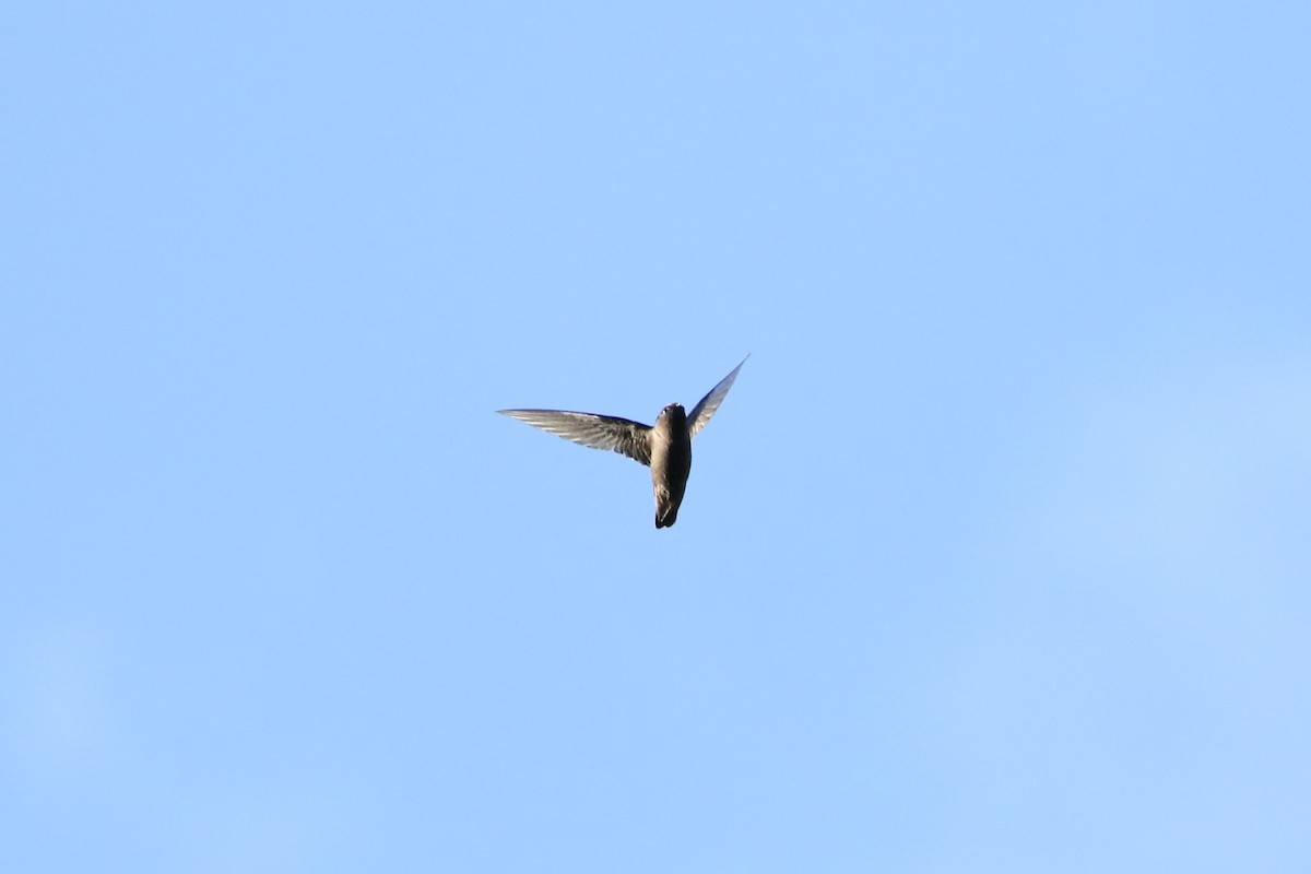Spot-fronted Swift - ML549518051