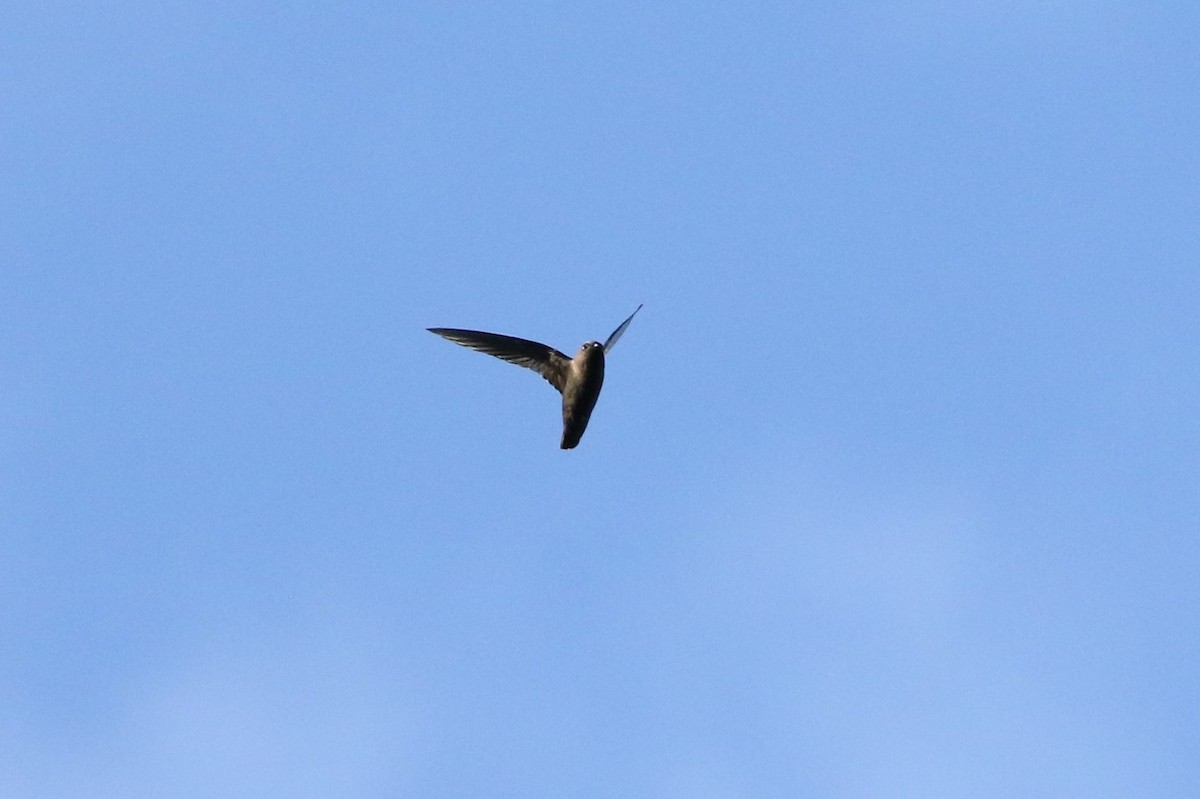 Spot-fronted Swift - ML549518061