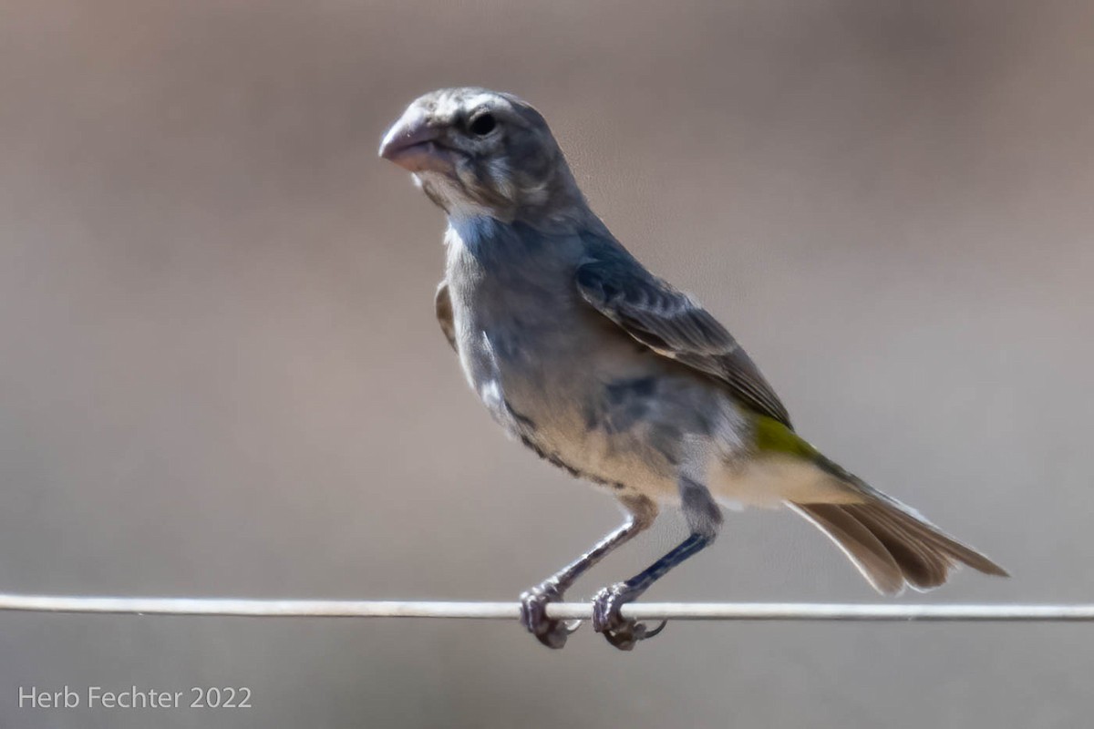 White-throated Canary - ML549520851