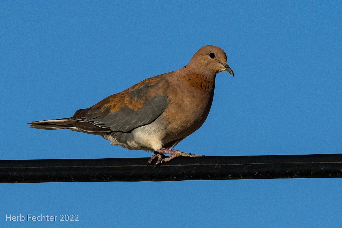Laughing Dove - ML549521371