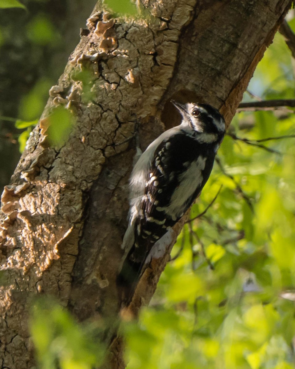 Downy Woodpecker - ML54952561