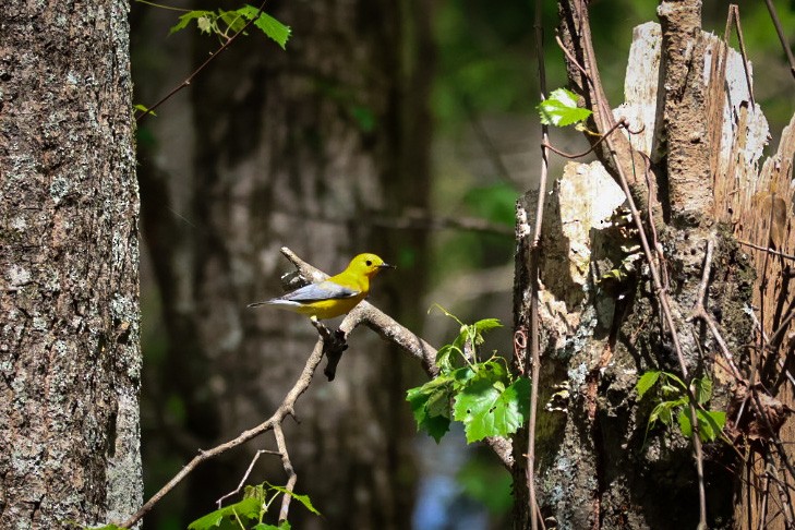 Prothonotary Warbler - ML549527631