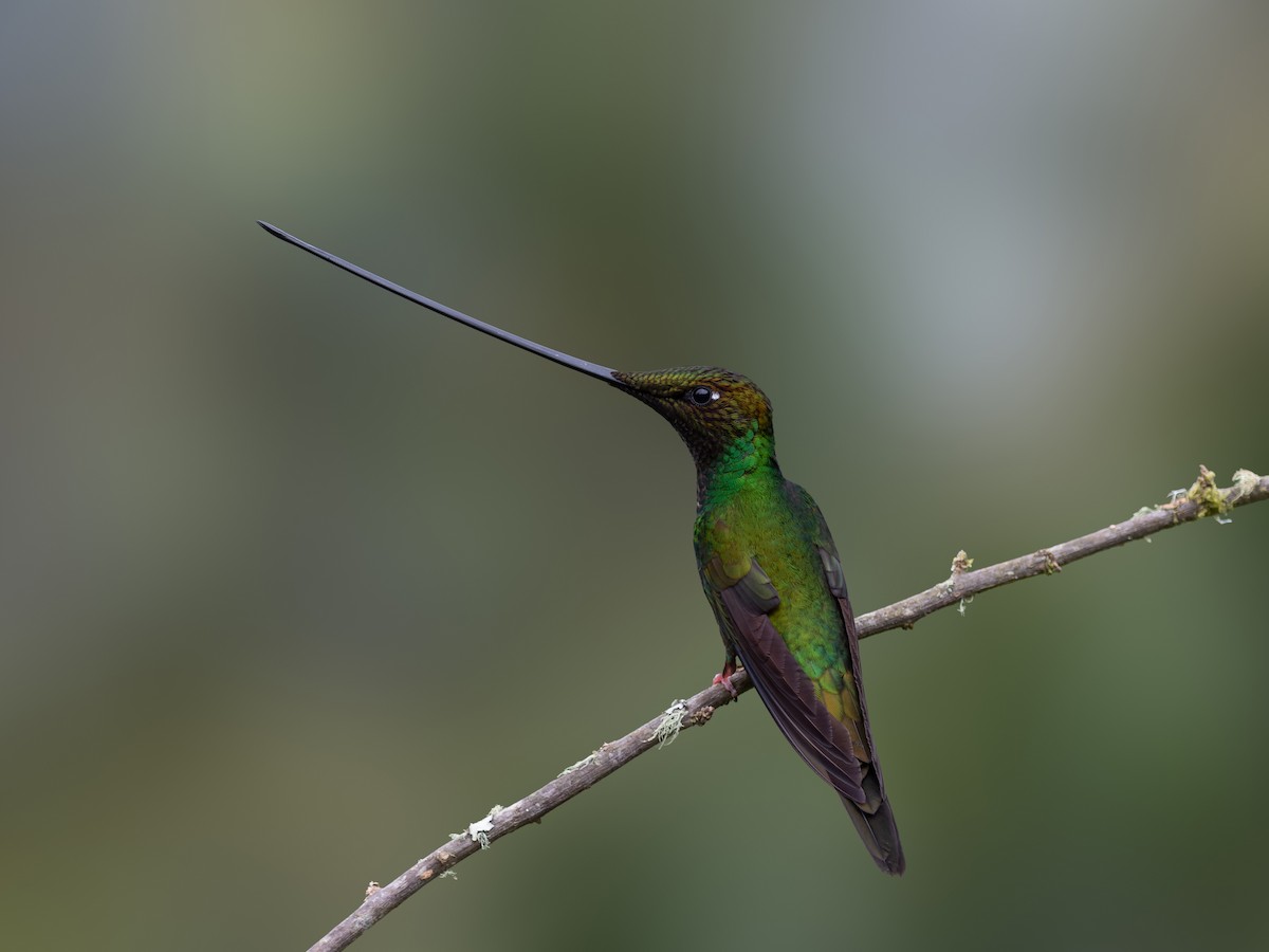 Sword-billed Hummingbird - ML549531321