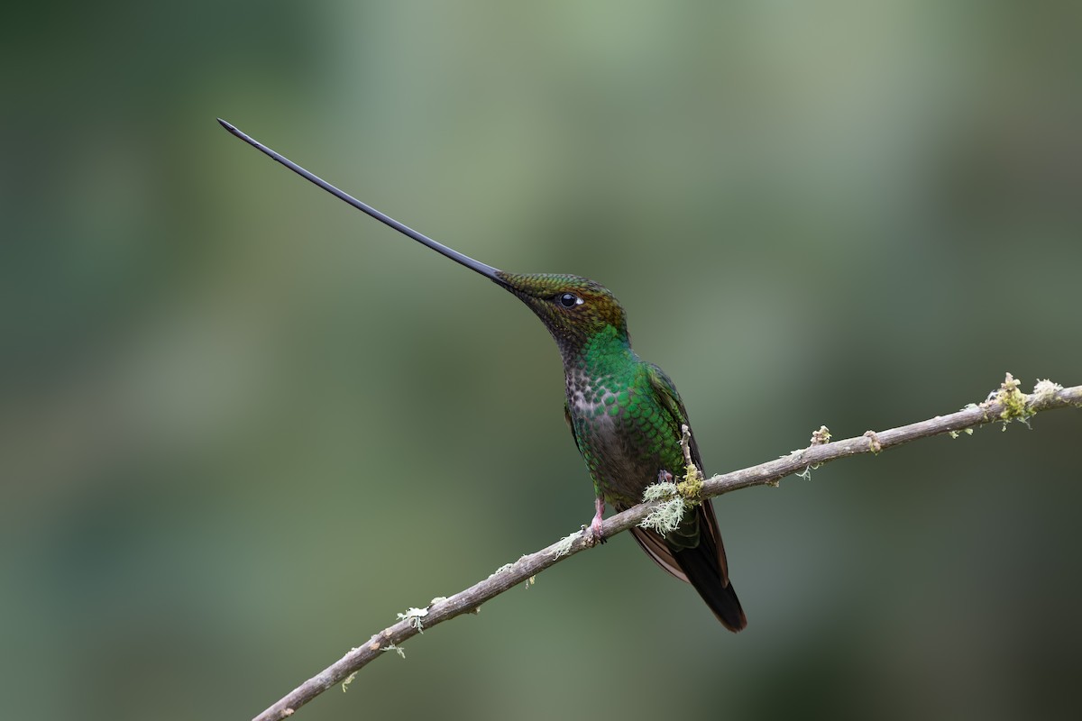 Sword-billed Hummingbird - ML549531621
