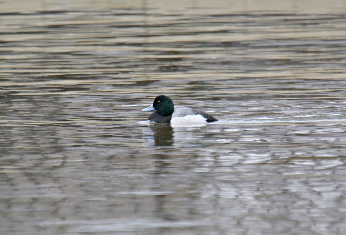 Greater Scaup - ML549533691