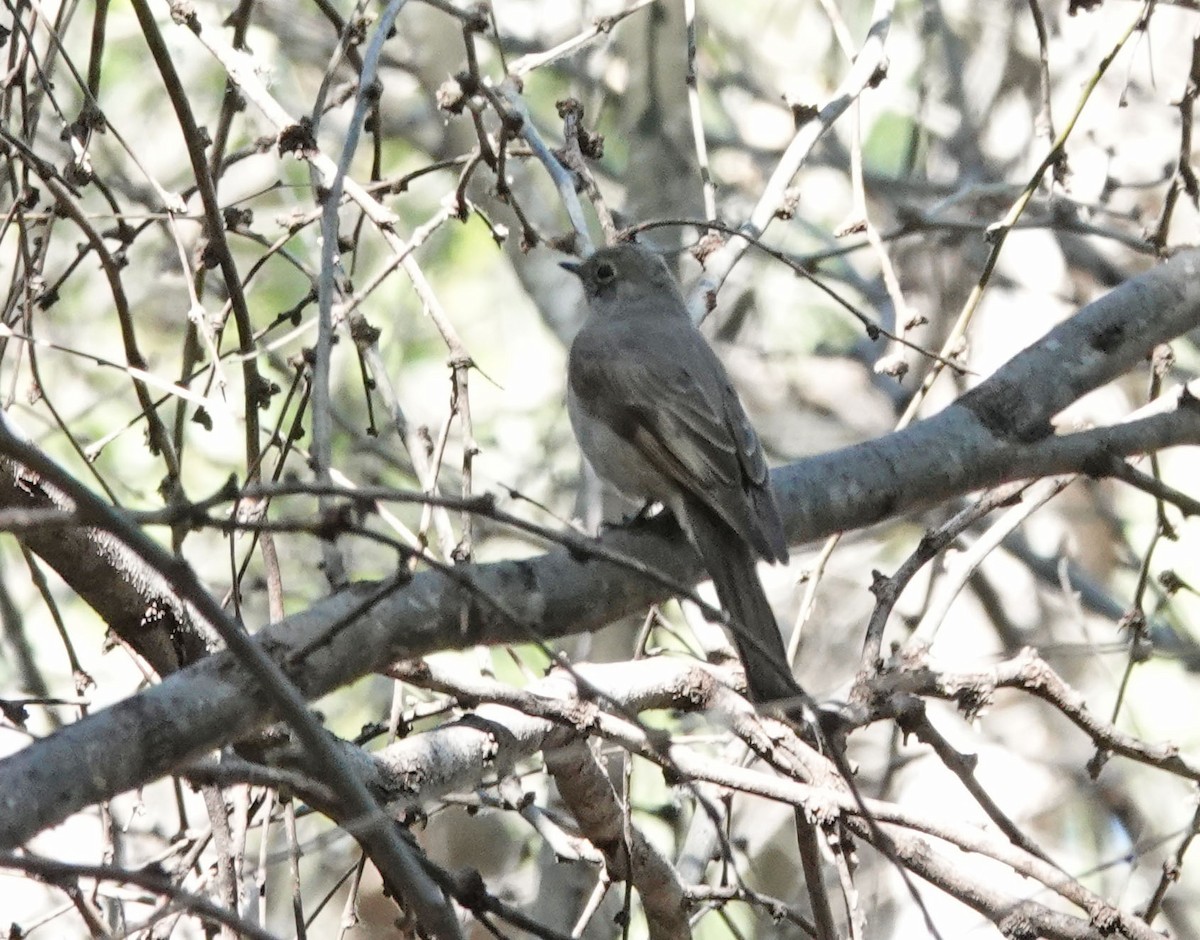 Townsend's Solitaire - ML549535211