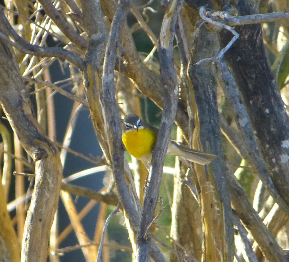 Yellow-breasted Chat - Malia DeFelice
