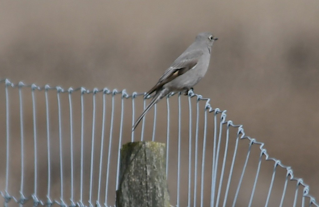 Townsend's Solitaire - ML549541921