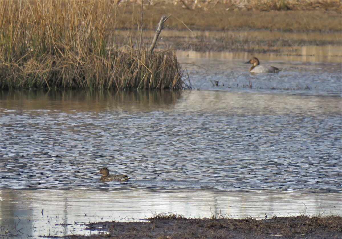 Green-winged Teal - ML549542691
