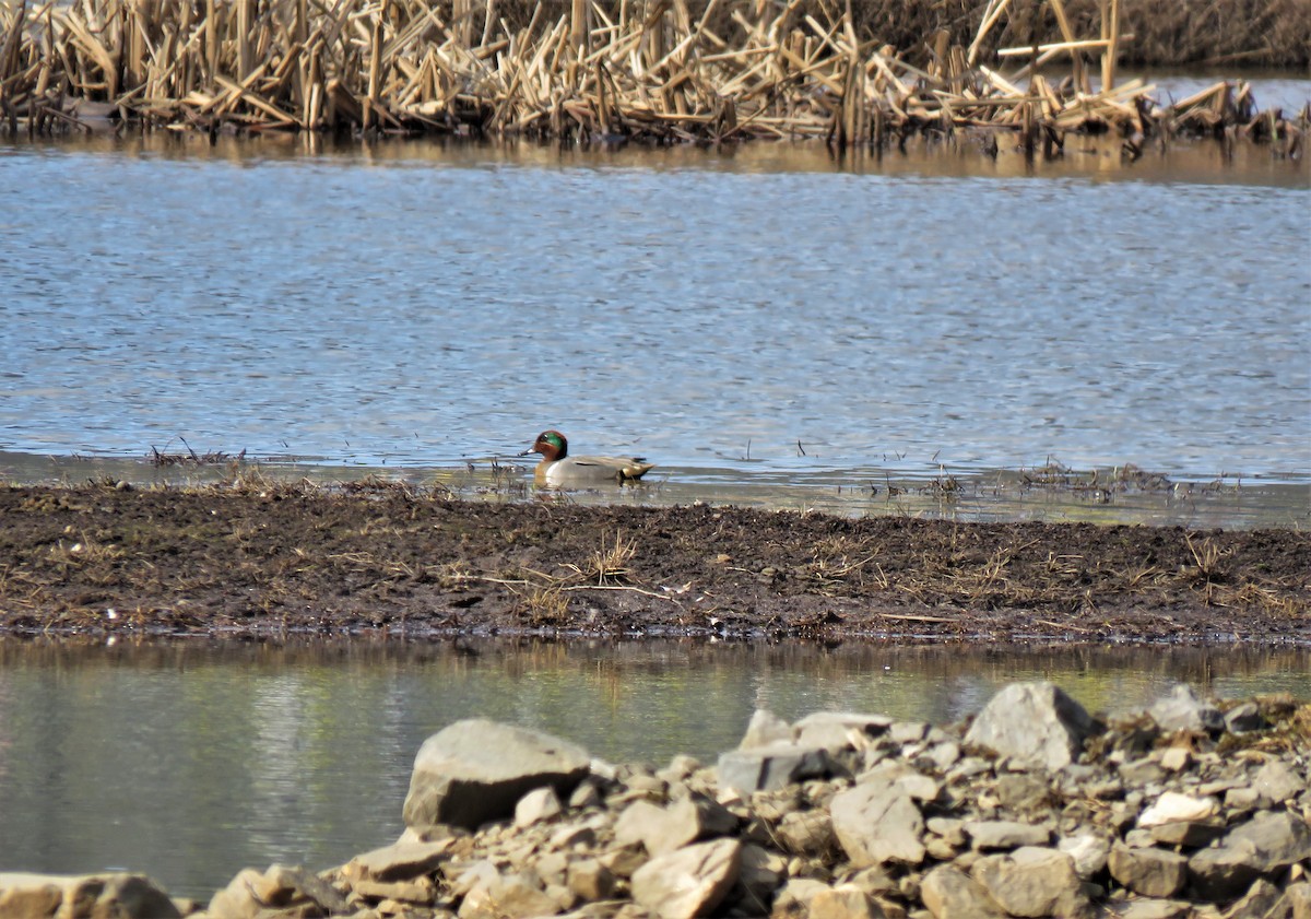 Green-winged Teal - ML549542701