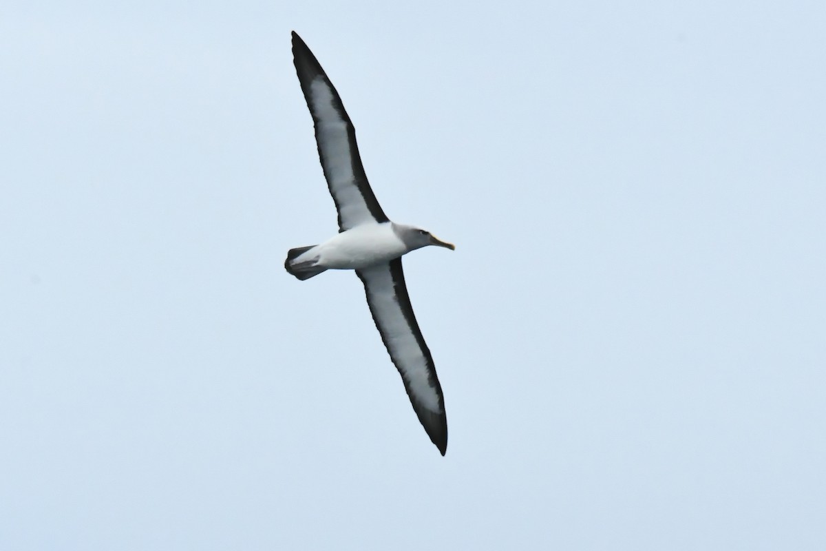 Buller's Albatross - ML549542871