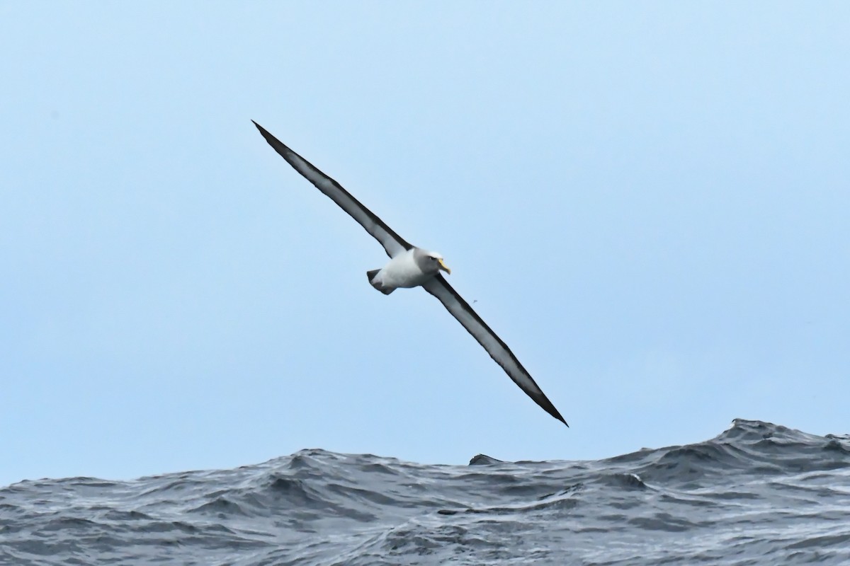 Buller's Albatross - ML549542891