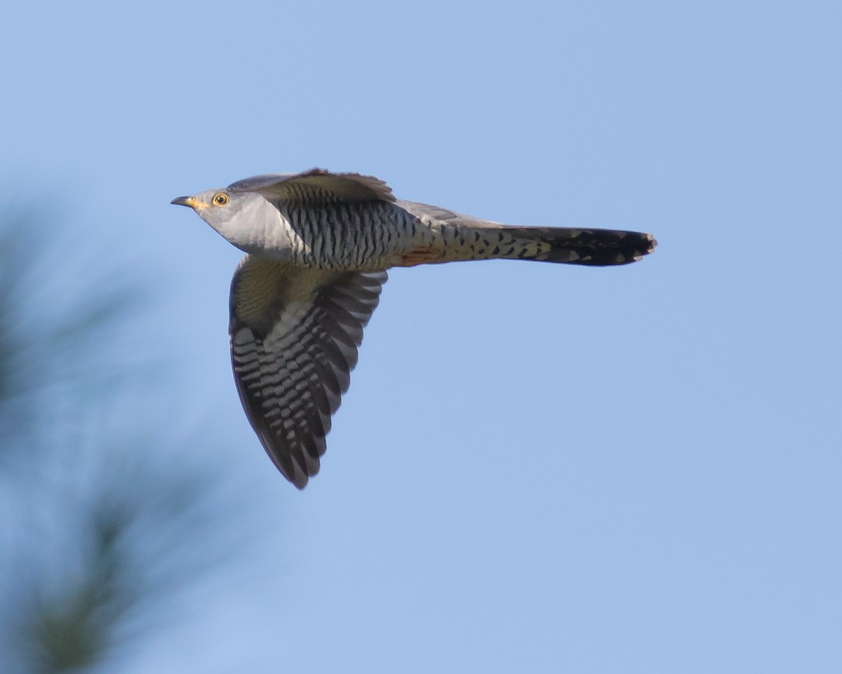Common Cuckoo - Peter Hart