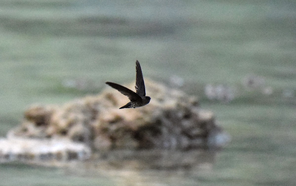 Plume-toed Swiftlet - Ryan O'Donnell
