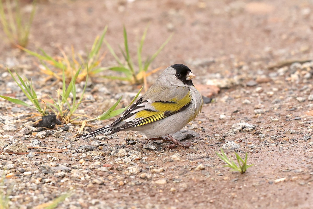 Lawrence's Goldfinch - ML549548001