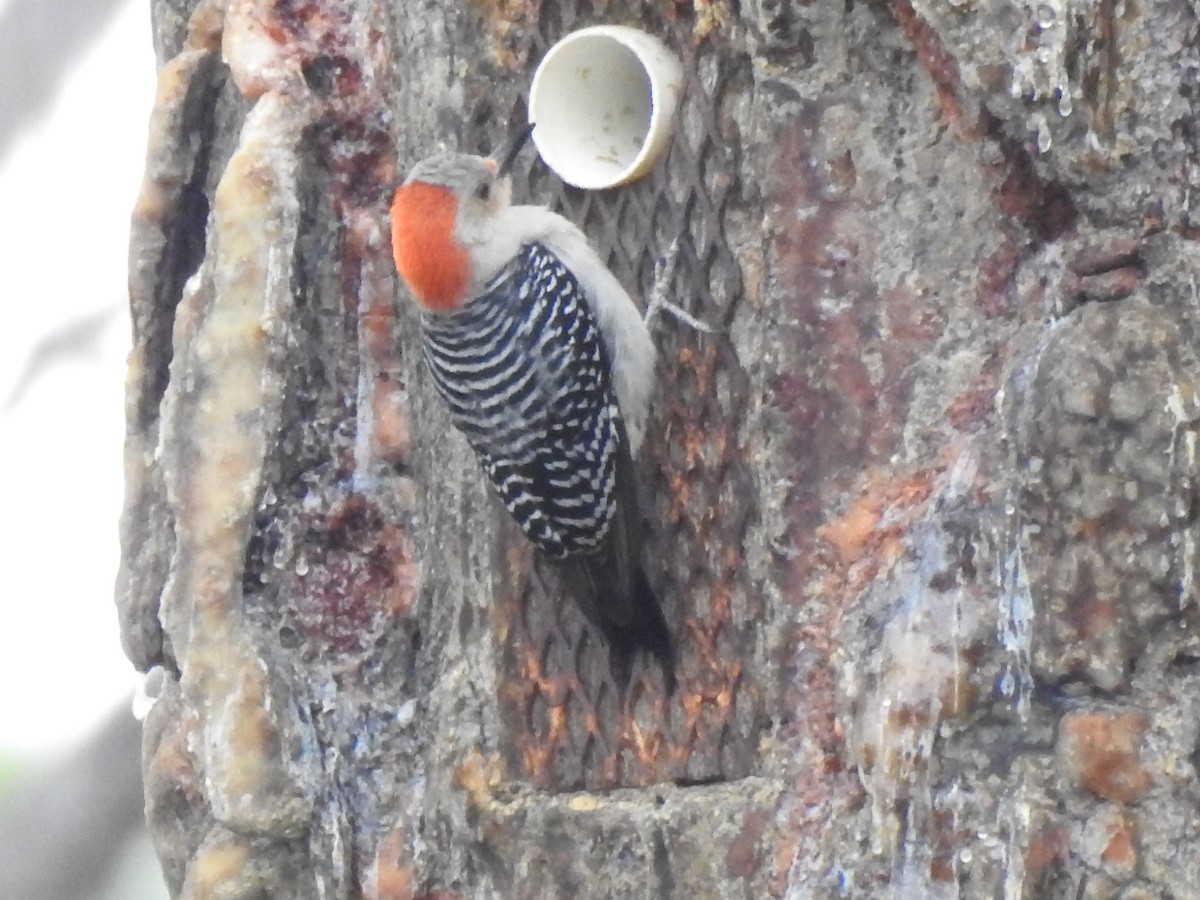 Red-bellied Woodpecker - ML54954971