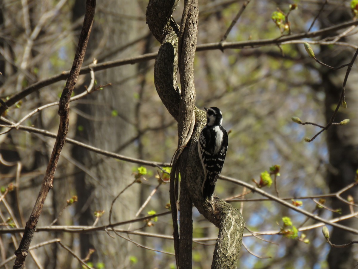 Hairy Woodpecker - ML54955261