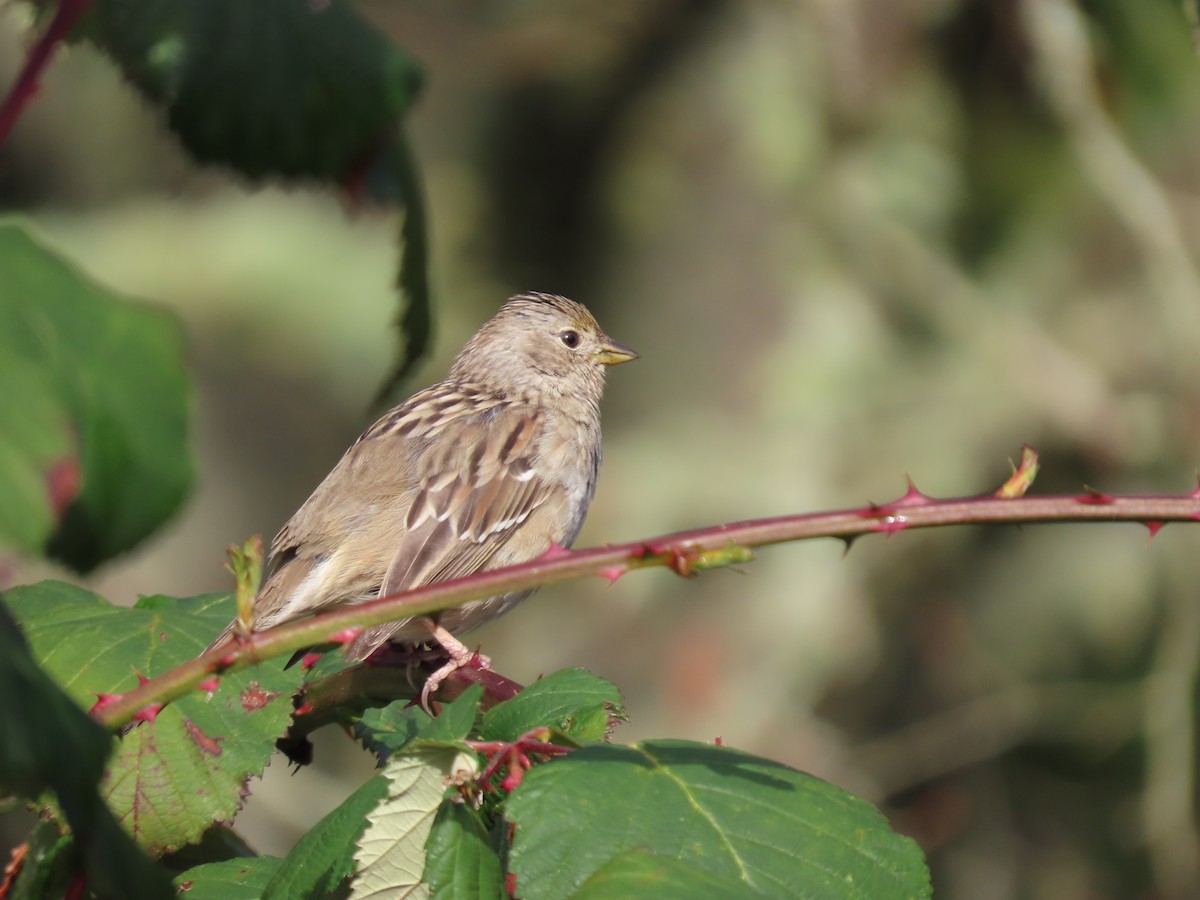 Golden-crowned Sparrow - ML549553281