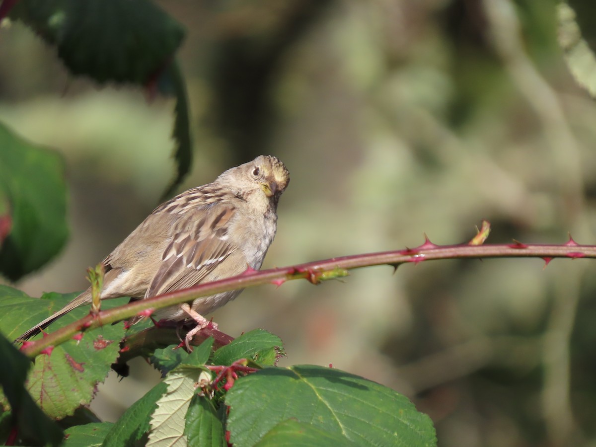 Golden-crowned Sparrow - ML549553291