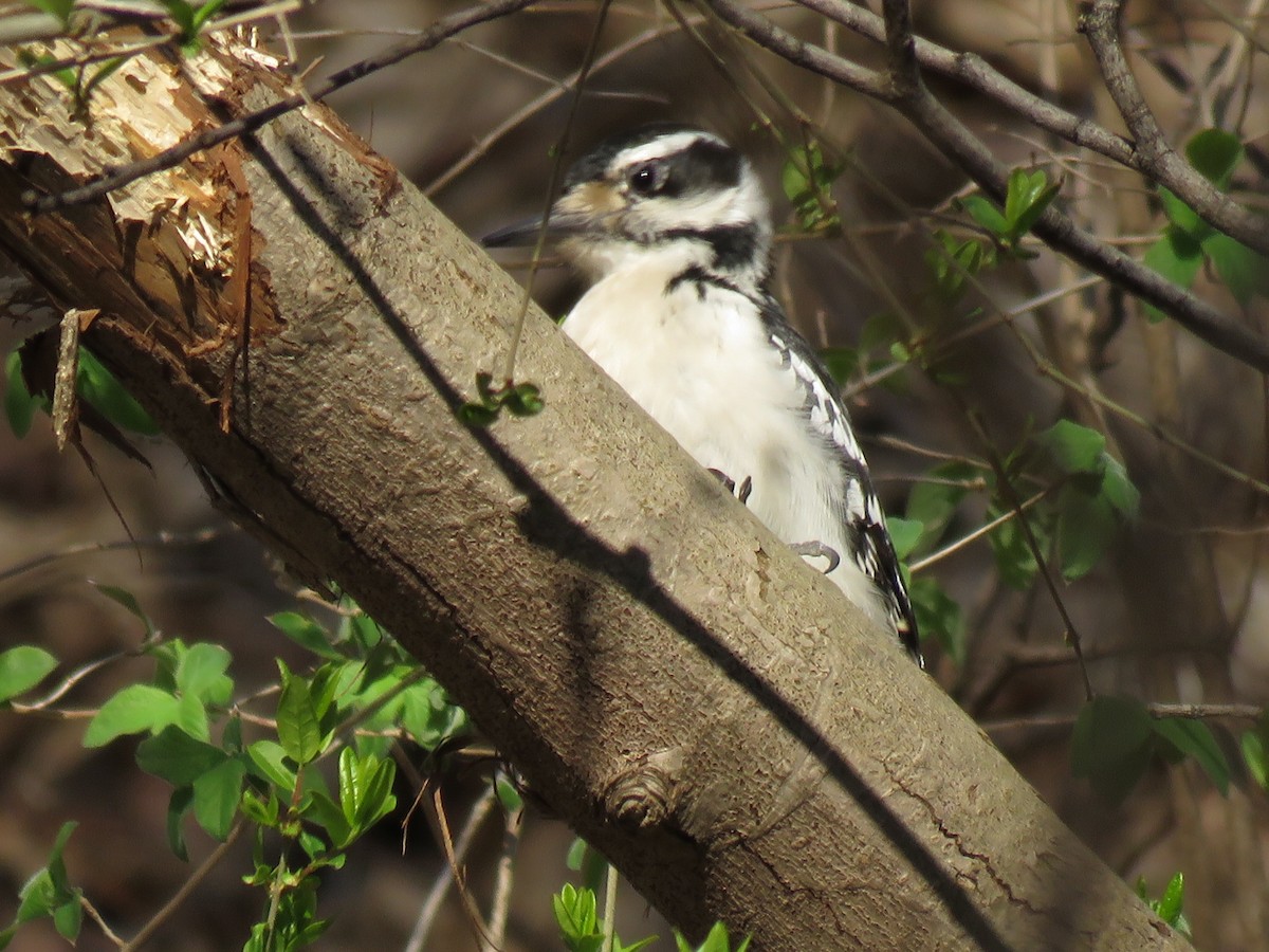 Hairy Woodpecker - ML54955331