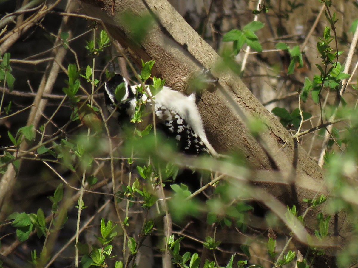 Hairy Woodpecker - ML54955341