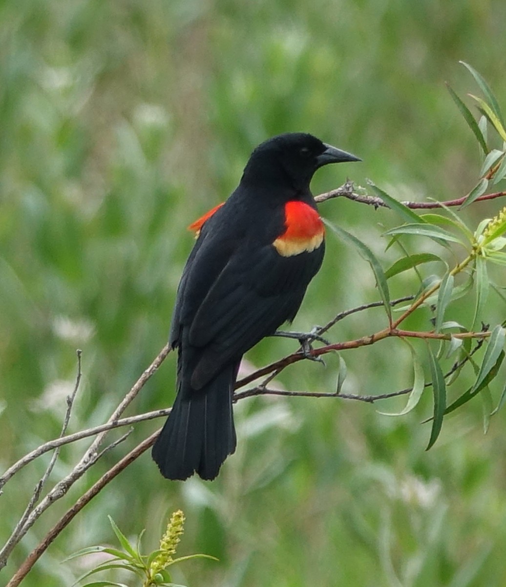 Red-winged Blackbird - Susan d'Hont